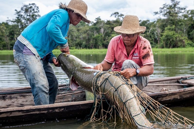 Pirarucu de manejo sustentável da Amazônia rompe fronteira nacional